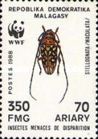 Beetle (Stellognata maculata)