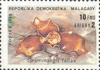Grammangis fallax
