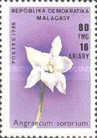 Angraecum sororium