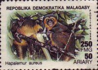 Golden Bamboo Lemur (Hapalemur aureus)