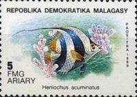 Pennant Coralfish (Heniochus acuminatus)
