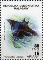 Guitarfish (Phinobatos perceli)