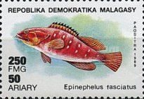 Blacktip Grouper (Epinephelus fasciatus)