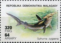 Smooth Hammerhead (Sphyrna zygaena)