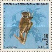 Eastern Wooly Lemur (Avahi laniger)