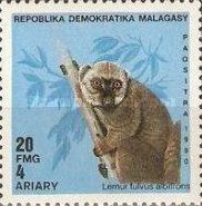 White-fronted Brown Lemur (Lemur fulvus albifrons)