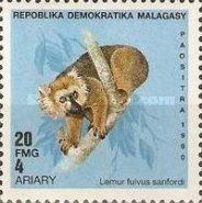 Sanford's Brown Lemur (Lemur fulvus sanfordi)