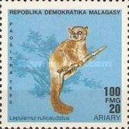 Red-tailed Sportive Lemur (Lepilemur ruficaudatus)