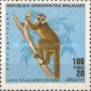 Red-collared Brown Lemur (Lemur fulvus collaris)
