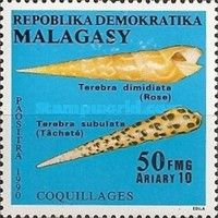 Orange Auger (Terebra dimidiata), Subulate Auger (Terebra su