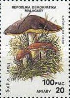 Sullus luteus