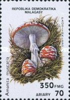 Amanita muscaria