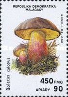Boletus calopus