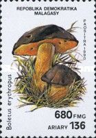 Boletus erythropus