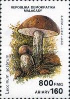 Leccinum scabrum