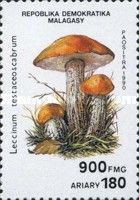 Leccinum testaceoscabrum