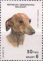 Greyhound (Canis lupus familiaris)
