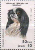 Japanese Spaniel (Canis lupus familiaris)