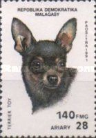 Toy Terrier (Canis lupus familiaris)