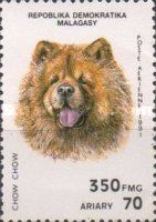 Chow-Chow (Canis lupus familiaris)