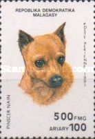 Miniature Pinscher (Canis lupus familiaris)