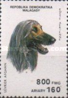 Afghan Hound (Canis lupus familiaris)
