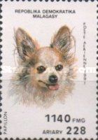 Papillon (Canis lupus familiaris)