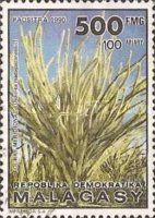 Diedierea madagascariensis