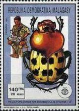 Splendid-necked Dung Beetle (Helictopleurus splendidicollis)