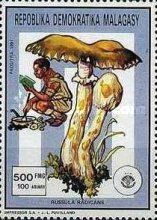 Russula radicans