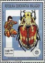 Flower Chafer (Euchroea oberthurii)