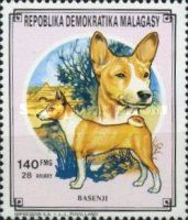 Basenji (Canis lupus familiris)