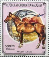 Arabian Horse (Equus ferus caballus)