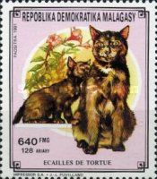 House Cat (Felis silvestris catus)