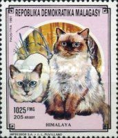 Himalayan Cat (Felis silvestris catus)