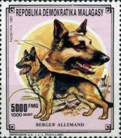 German Shepherd (Canis lupus familiaris)