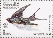 Barn Swallow (Hirundo rustica)
