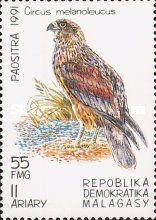 Pied Harrier (Circus melanoleucus)