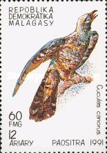 Common Cuckoo (Cuculus canorus)