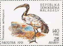 Sacred Ibis (Threskiornis aethiopicus)
