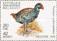 Grey-headed Swamphen (Porphyrio poliocephalus)