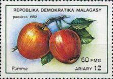 Apples