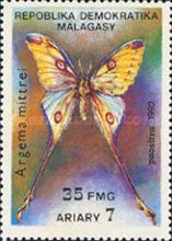 Comet Moth (Argema mittrei)