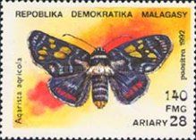 Joseph's Coat Moth (Agarista agricola)