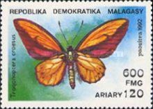 Wallace's Golden Birdwing (Trogonoptera croesus)