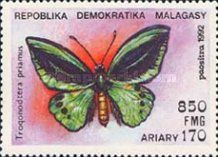 Common Green Birdwing (Trogonoptera priamus)