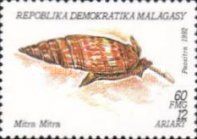 Episcopal Mitre (Mitra mitra)