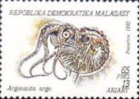 Greater Argonaut (Argonauta argo)