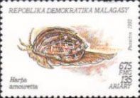 Lesser Harp (Harpa amouretta)