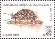 Tiger Cowrie (Cypraea tigris)